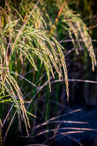 Close-up of plant