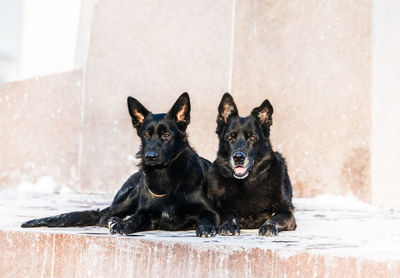 Portrait of black dog sitting outdoors