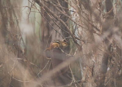 Chipmunk on bare tree branch