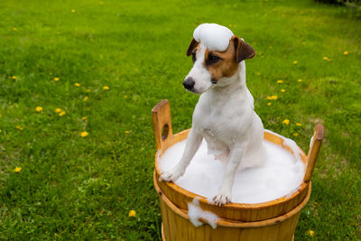 Dog with soap sud on head in bathtub