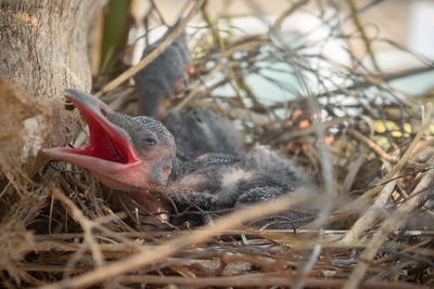 Close-up of bird in nest