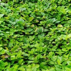 Full frame shot of green leaves
