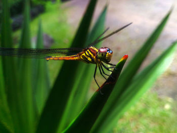 Close-up of insect on leaf