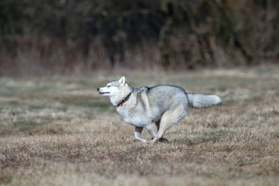 Siberian husky dog in motion. winter, day, no people, outdoor.