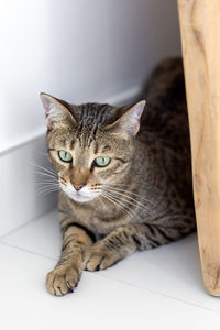 Cute oriental cat hiding at home, domestic animal closeup portrait