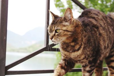 Close-up of a cat looking away