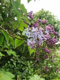 Close-up of flowers blooming outdoors