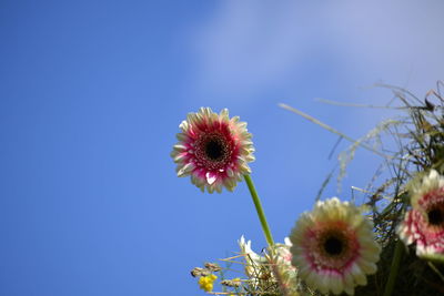 Low angle view of gerbera daisies blooming against clear sky