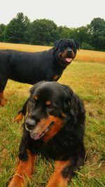 Portrait of black dog on field