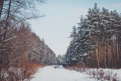 Snow covered trees in forest against sky