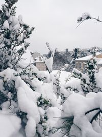 Snow covered tree and buildings against sky