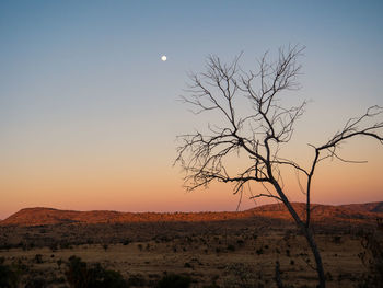 Bare tree against clear sky at sunset