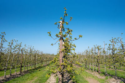 View of vineyard against clear blue sky