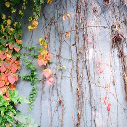 Plants growing on wall