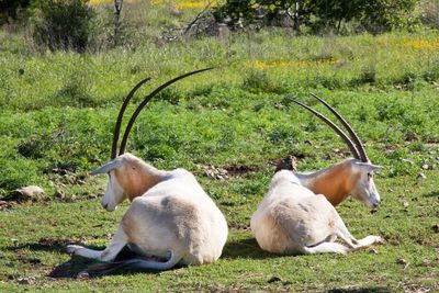 Antelopes resting on field