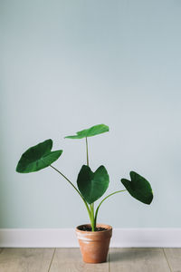 Potted plant against white background