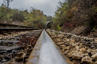 Surface level of railroad tracks against trees