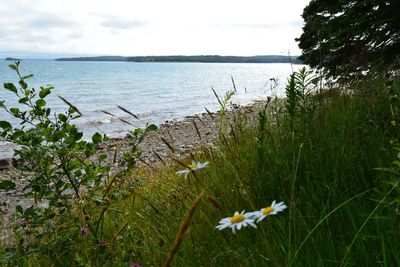 Scenic view of sea against sky