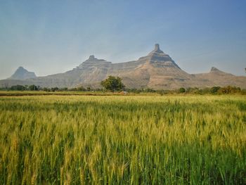 Scenic view of field against sky