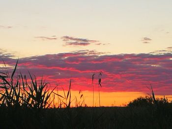 Silhouette plants on field against sky during sunset