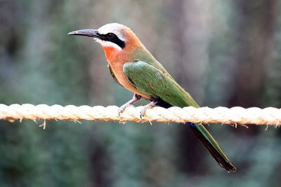 Close-up of bird perching on plant