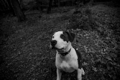 Portrait of dog standing on field