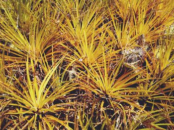 Plants growing on field