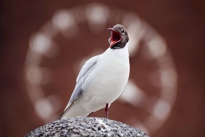 Close-up of bird