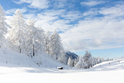 Winter forest landscape with snowy fir trees. austrian alps