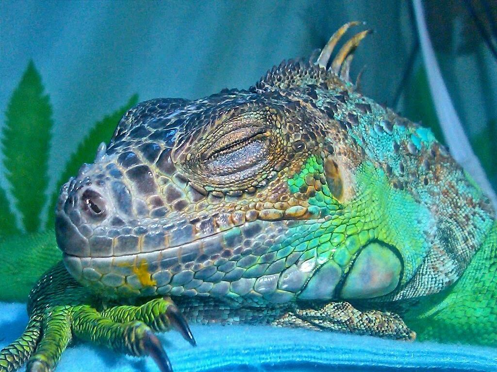 CLOSE-UP OF TURTLE ON WATER