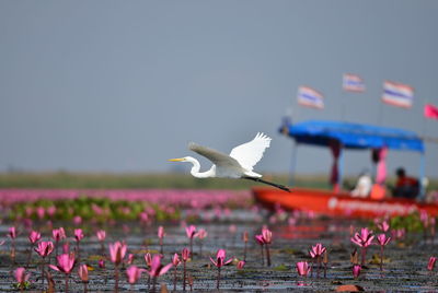 Birds flying over pink flower against sky