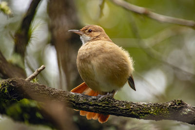 Close-up of bird perching on branch