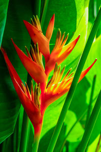 Close-up of red flowering plant