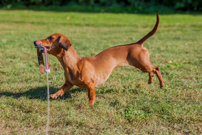 Side view of a dog on field