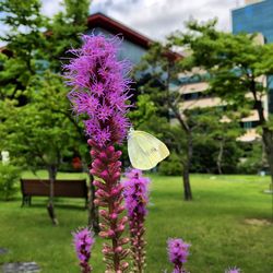 Close-up of pink flowers