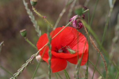 Close-up of red flower