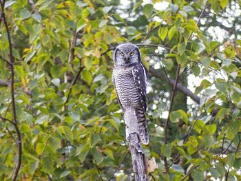 Low angle view of owl perching on tree