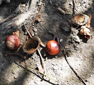 High angle view of fruits on field