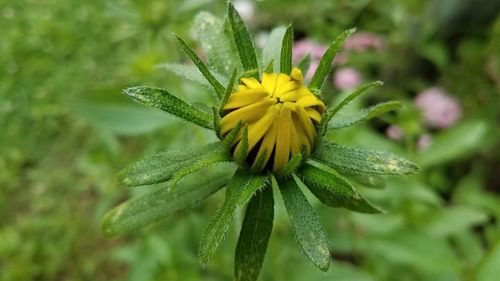 Close-up of yellow flowering plant