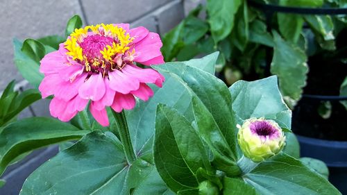 Close-up of pink flowers