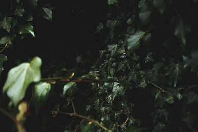 Full frame shot of fresh green leaves on field