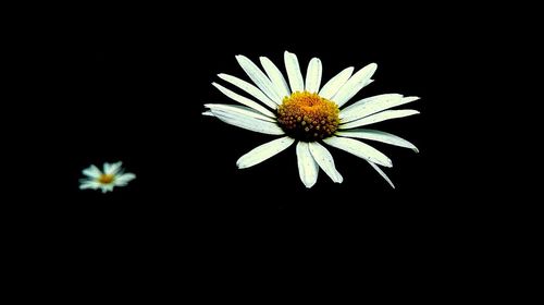 Close-up of white daisy flowers