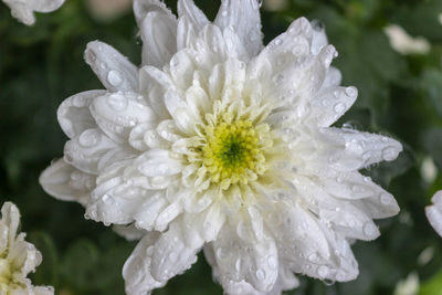 Close-up of wet white flower