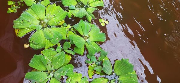 Close-up of wet leaves