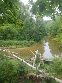 Stream flowing through a forest