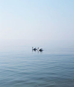 Birds swimming in sea