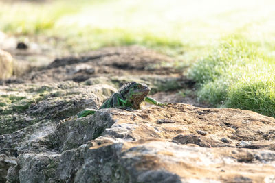 Close-up of lizard on rock