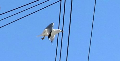 Low angle view of power lines against blue sky