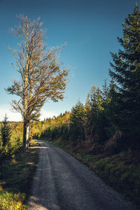 Road amidst trees against sky