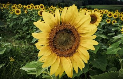 Close-up of sunflower on field